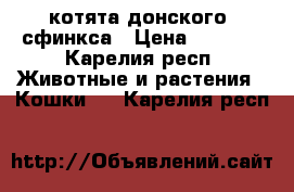 котята донского- сфинкса › Цена ­ 7 000 - Карелия респ. Животные и растения » Кошки   . Карелия респ.